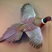 Ring-Necked Pheasant