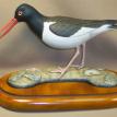 American Oystercatcher