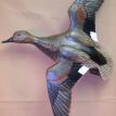 Gadwall In Flight