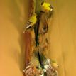 Gold Finch