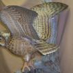 Great Horned Owl