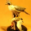 Peregrine Falcon
