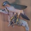 Sharp-Shinned Hawk