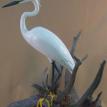 Snowy Egret