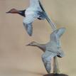 Canvasbacks