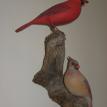 Cardinals