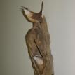 Carolina Wren