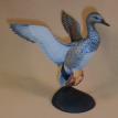 Gadwall