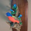 Painted Bunting