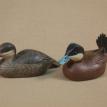 Ruddy Ducks
