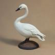 Tundra Swan