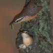 Carolina Wren Family
